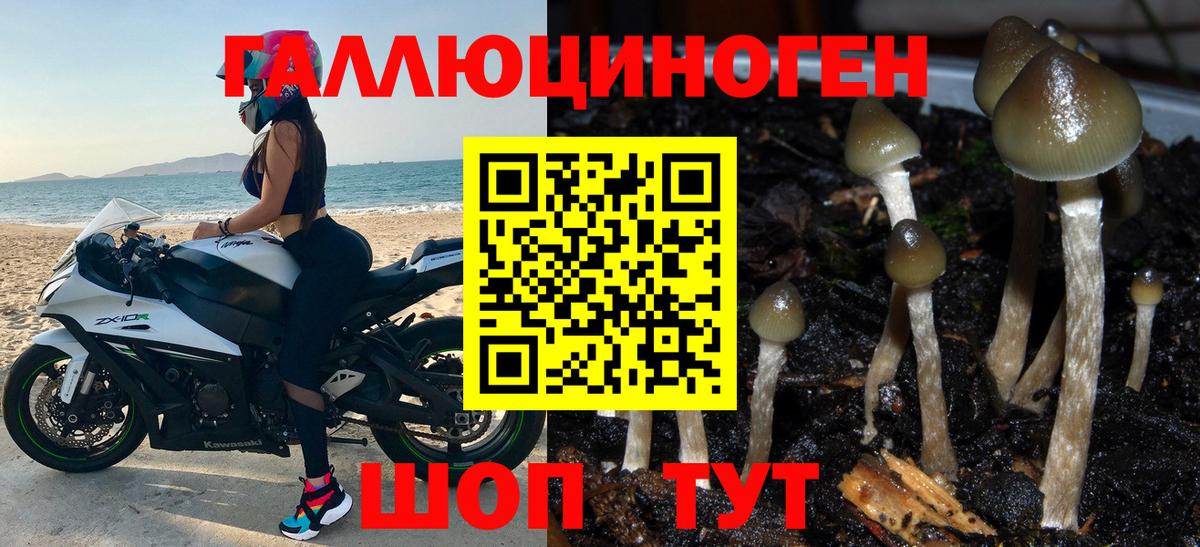 Псилоцибиновые грибы GOLDEN TEACHER  закладки  Новотроицк 