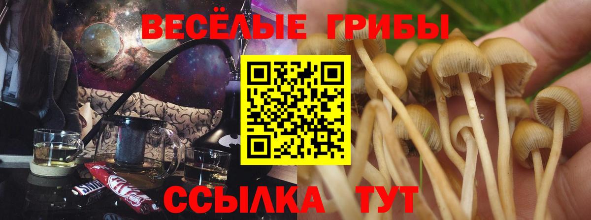 Псилоцибиновые грибы Cubensis Новотроицк